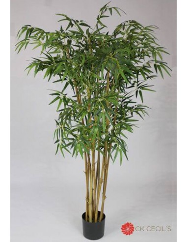 Arbol Cecils Bamboo X 1300 Hojas X...