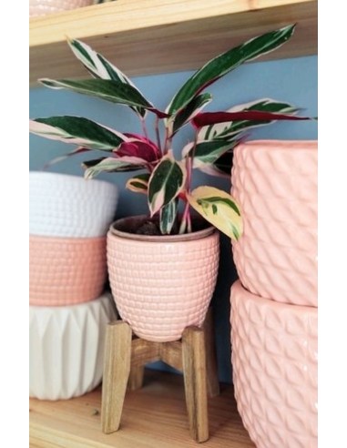 Portamaceta Alegra Margarita Small Rosa