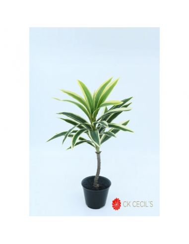 Cecils Dracena Mini Nat. X 38 Cm Vr95615