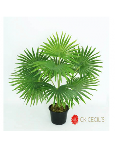 Cecils Fountain Palm Nat. X 55 Cm...