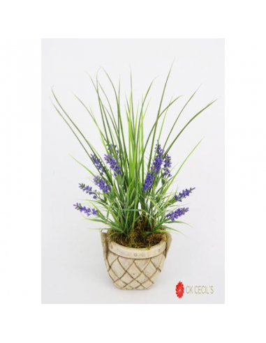 Cecils Lavanda  Grass Mac.40x25cm...