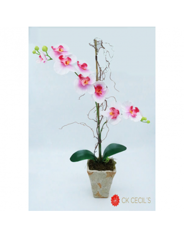 Cecils Phalea.c/sauce Trap.piedra Gde...