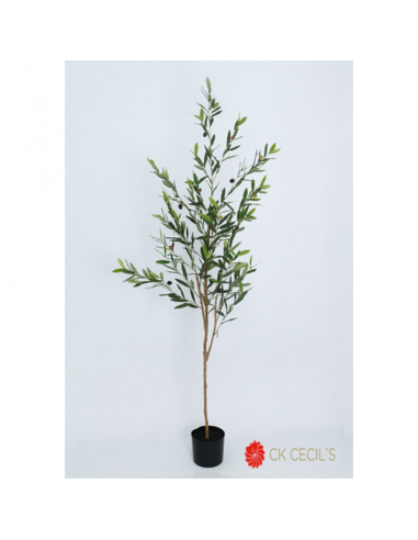 Cecils Olive Tree Natural Trunk X...
