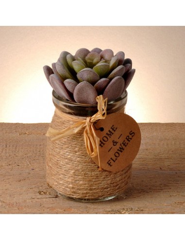 Planta Mideko En Maceta De Vidrio 7 X...