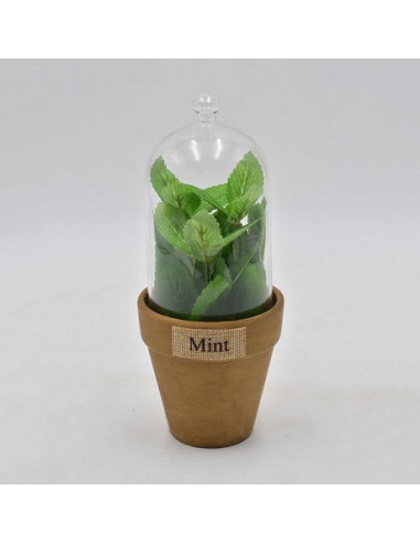 Terrario De Vidrio Mideko 9 X 22cm...