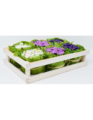 Junko Cajon C/6 Plantines 2 48 (T107)