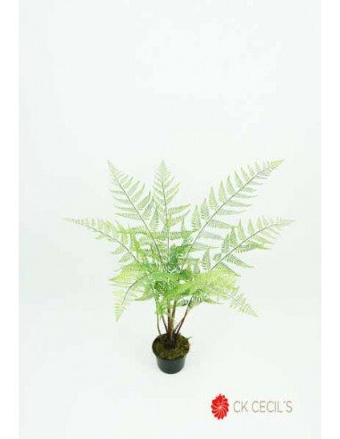Planta Cecils Fern Bush De 91 cm....
