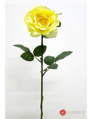 Rosa Cecils Georgia Simple Mediana 4...