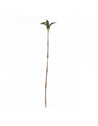 Bamboo Cecils Pole 91cm Rm02026