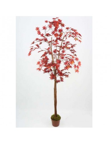Arbol Cecils Japones Grande 1.80 M...