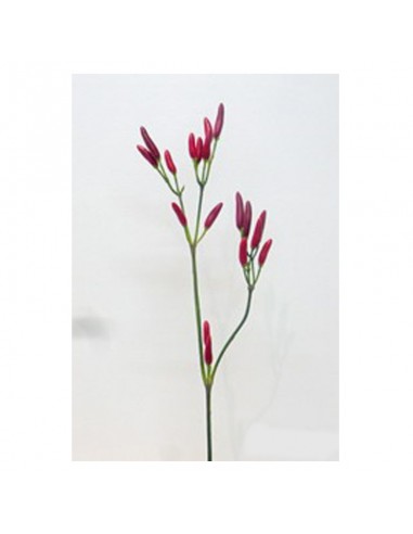 Mini Chili Spray Cecils 26 Pg.(66cm)...