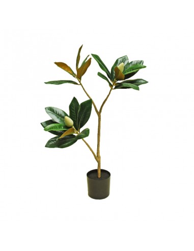 Magnolia Junko 80 cm Fa214