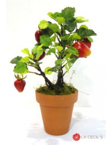 Bonsai Frutal Cecils Maceta De Barro...