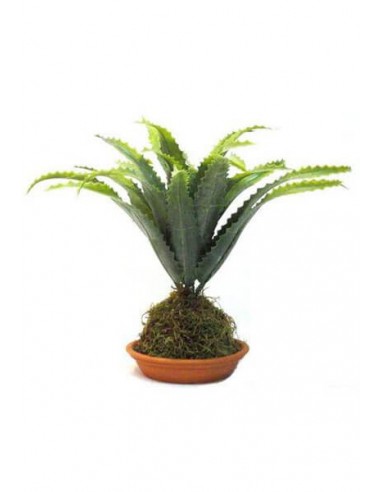 Kokedama Aloe Cecils Dorado 00K8601