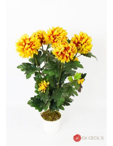 Ball Mum Busch Cecils X 5 Fl00705