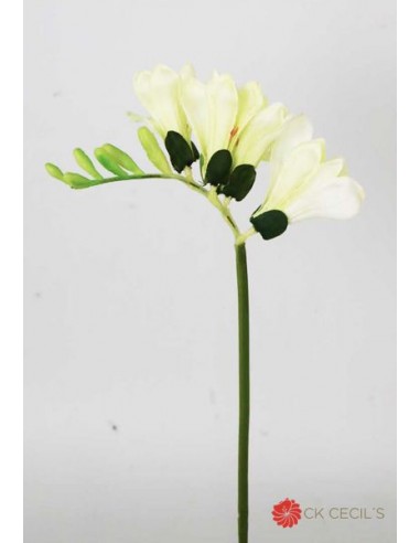 Freesia Cecils Stem 29 cm Crema...